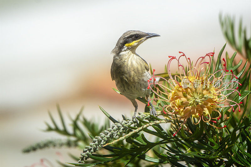 黄脸蜜蜂(Caligavis chrysops)